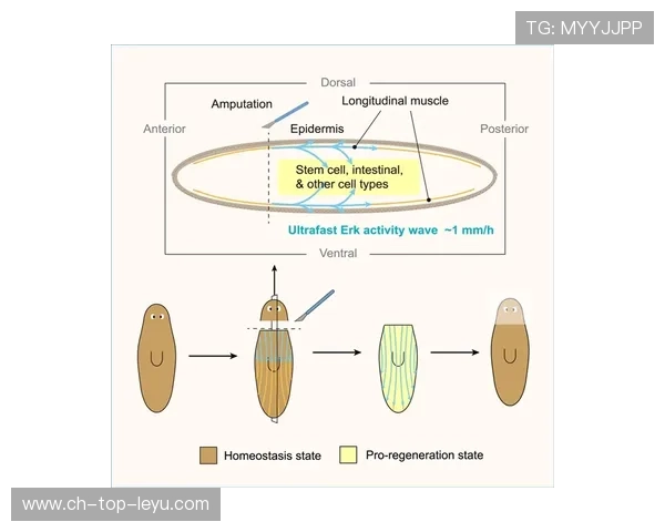 利兹多点压迫造成重大干扰——如何应对并有效缓解